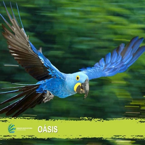 18_03 - manhã - Mesa 3\1_Carolina Ximenes de Macedo