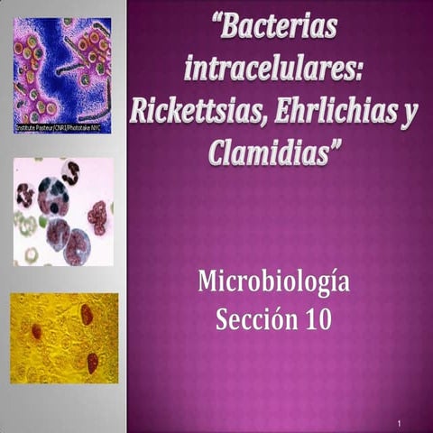 Seminario bacterias intracelulares