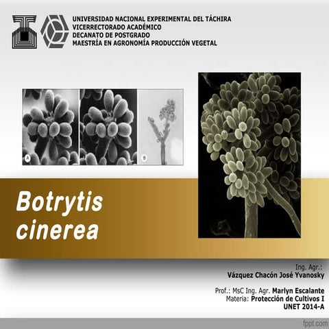 Seminario botrytis cinerea | PPT