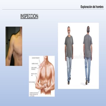 Musculos rotadores | PPTX