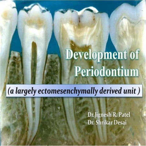 Development of periodontium