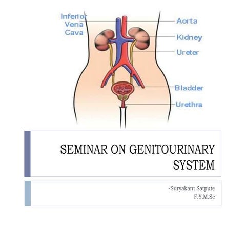 Seminar on genitourinary system