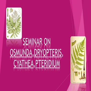Seminar on osmunda,dryopteris, 2