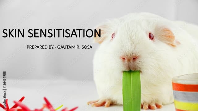 Illustration of Guinea Pig Sensitivity Testing