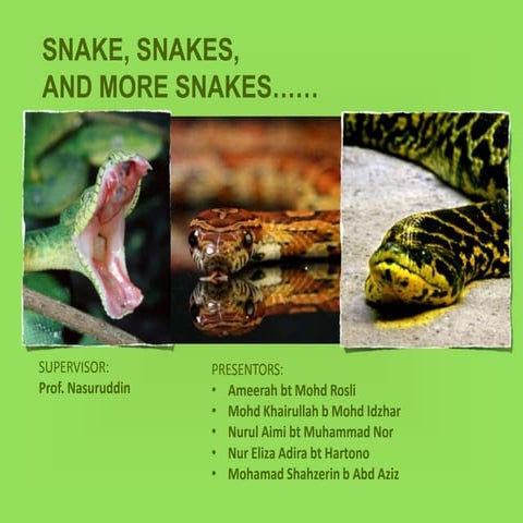 Seminar snake, snakes and more snakes