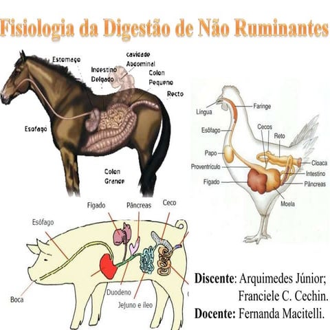 Anatomia e fisiologia animal. Sistema digestivo de ruminantes | PPT