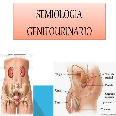 Semiologia genitourinario