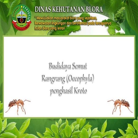 Budi daya semut rangrang | DOCX
