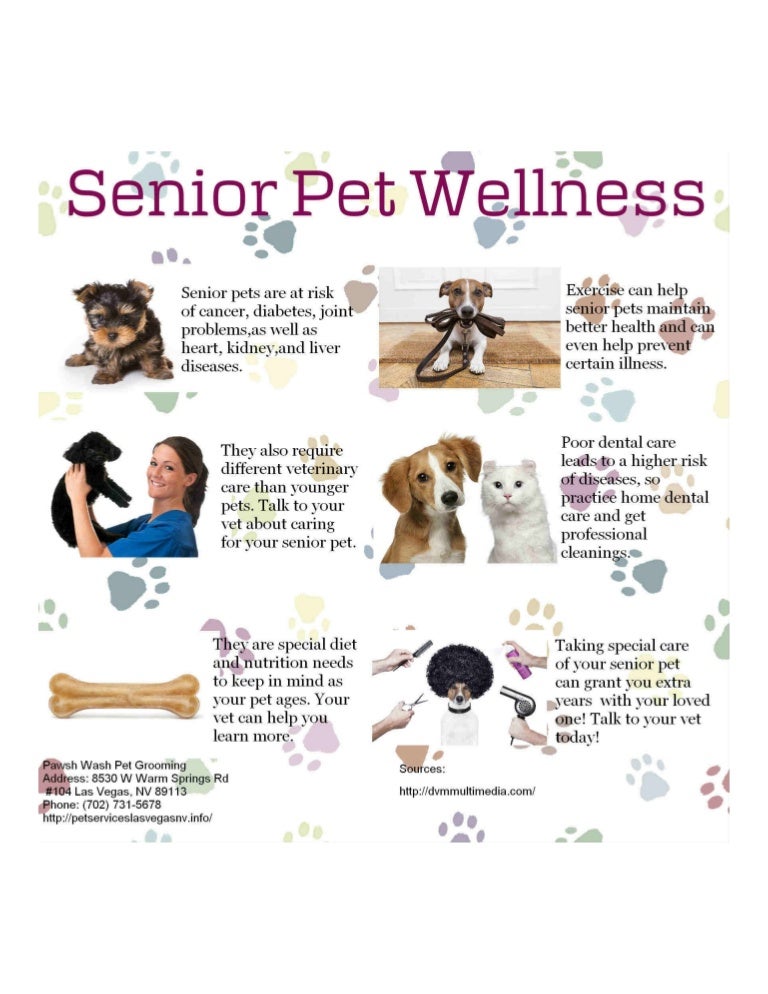 Senior pet wellness