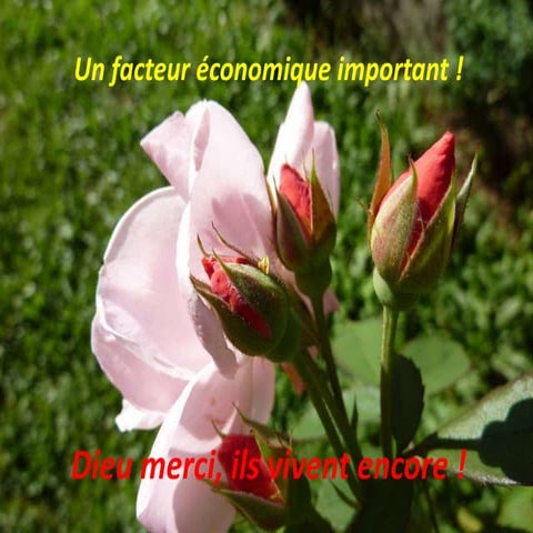 Seniors u00 e9lu00e9ment_u00e9conomique_indispensable11-1