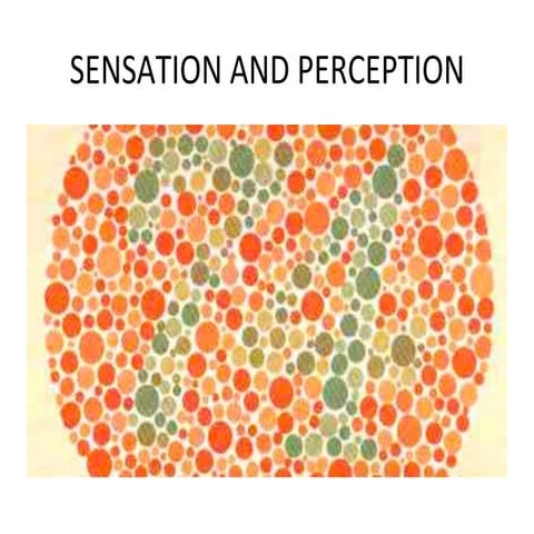 Sensation & Perception