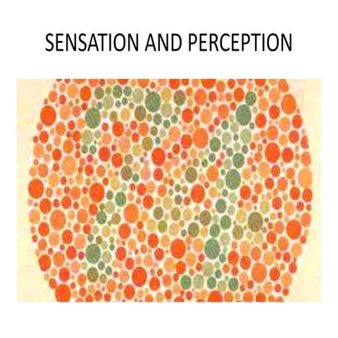 Sensation and Perception
