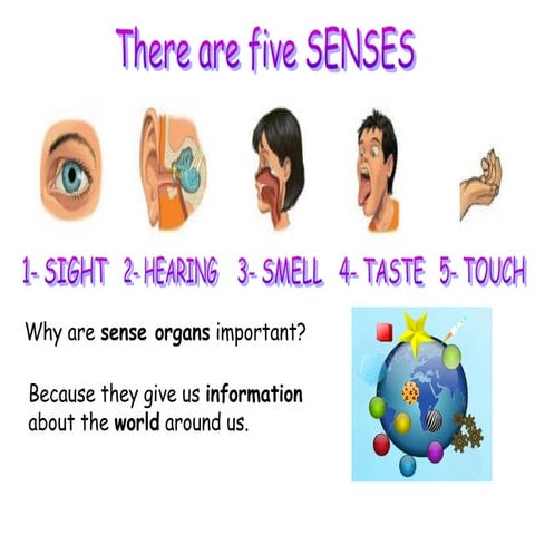 Sense organs of the human body | PPTX