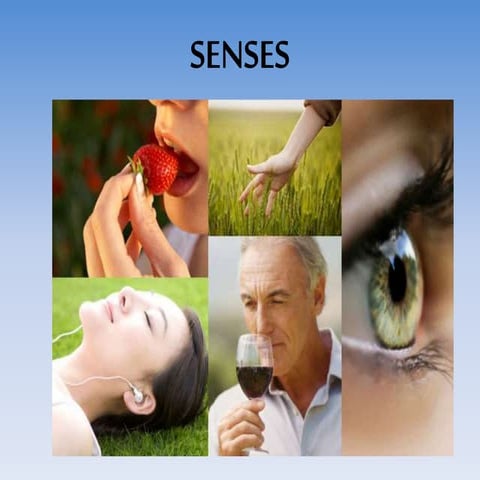 Senses | PPTX