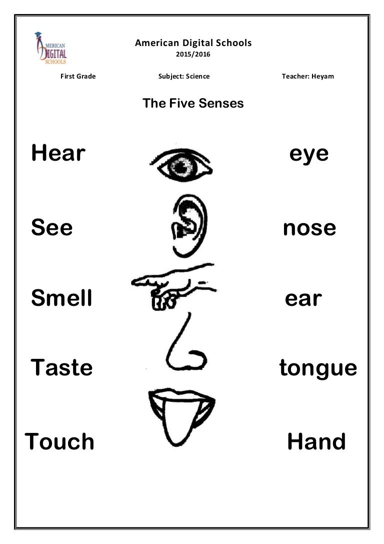 Senses Worksheet Senses Worksheet