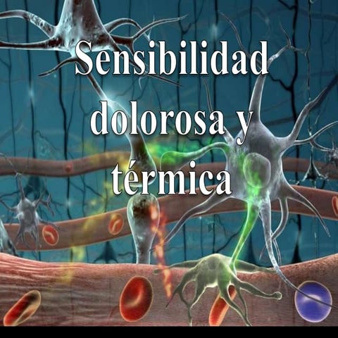 Sensibilidad dolorosa y termica | PPTX