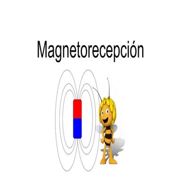 Magnetorecepción en animales.pptx