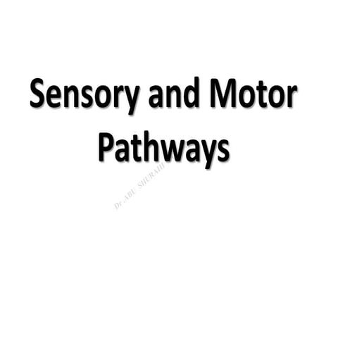 Sensory and motor pathways