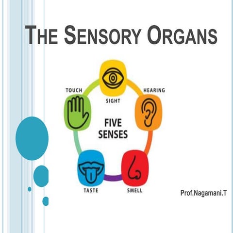 The Sensory Organs ( Anatomy & Physiology)