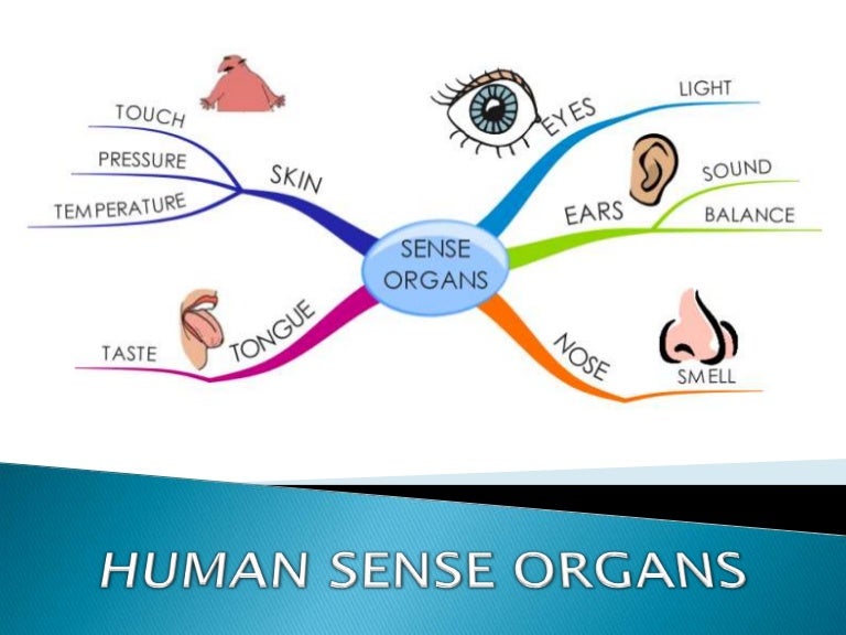 Sensory organs eyes