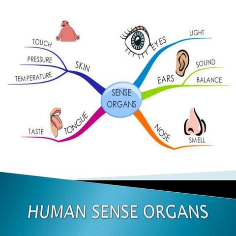 Sensory organs eyes