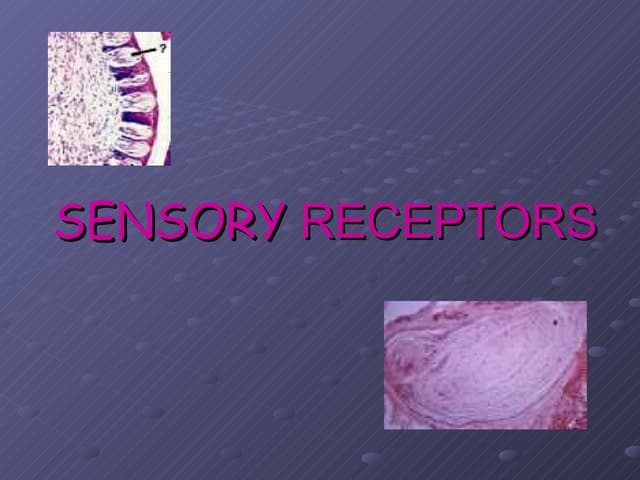 Sensory receptors