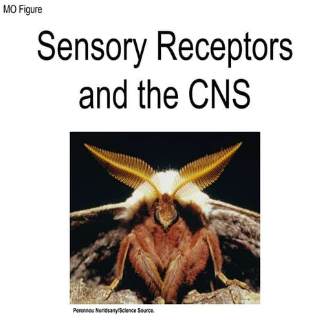 Sensory receptors animal systems