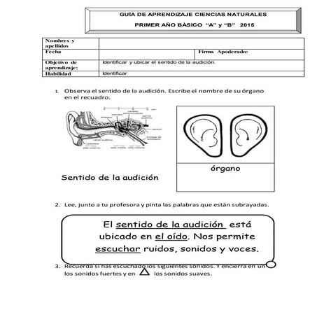 Sentido de audición 1º básico los sentidos 