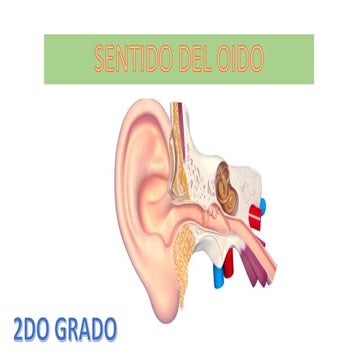 SENTIDO DEL OIDO SEGUNDO GRADO DE PRIMARIA 2024