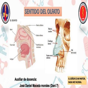 SENTIDO DEL OLFATO anatomia humana .pptx