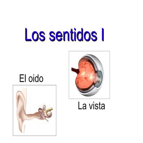 Los sentidos I