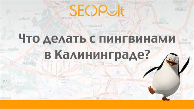 Пингвины из калининграда