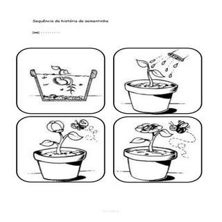 Sequência da história da sementinha