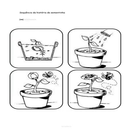 Sequência da história da sementinha
