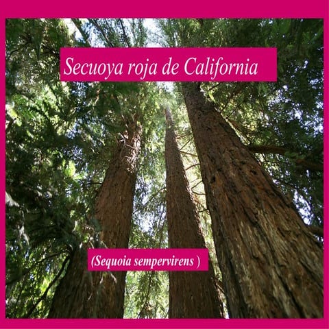 Sequoia