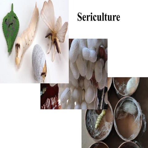 Sericulture and Silk Production in BD .pptx