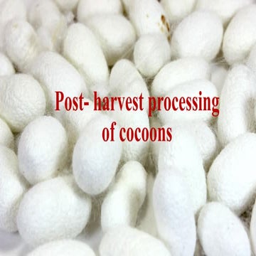 Sericulture- post harvest of cocoon.pptx
