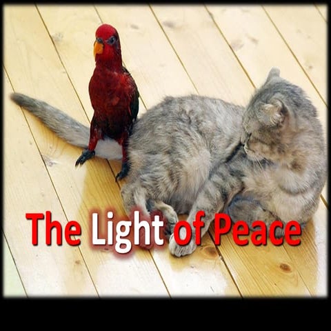Light of Peace - Advent Week 4