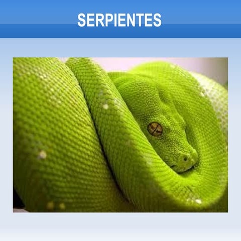 Serpiente serpiente