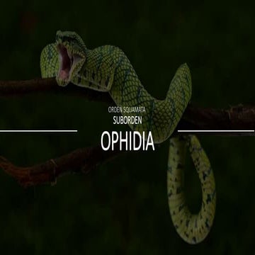 Serpientes generalidades anatomía externa.pptx