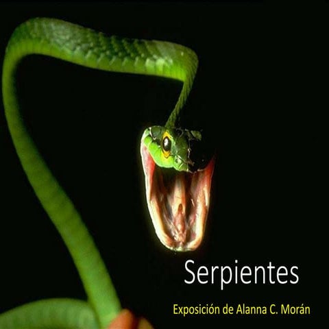 Las serpientes, animales peligrosos