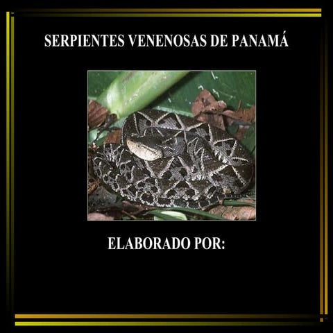Serpientes venenosas de panama