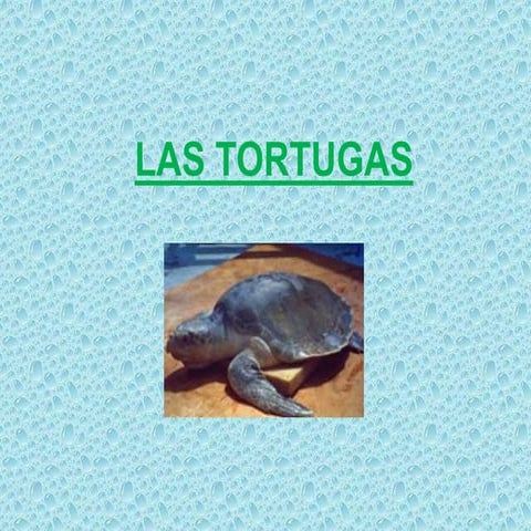 LA TORTUGA 
