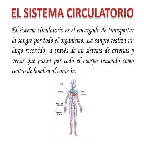 Sistema Circulatorio