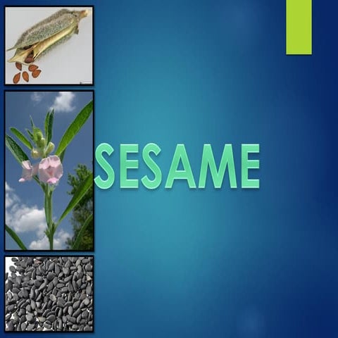 Sesame