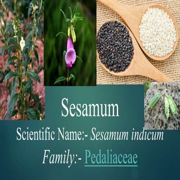 Sesamum Corp Cultivation
