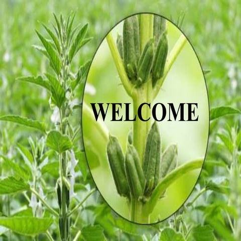 Sesamum diseases and management