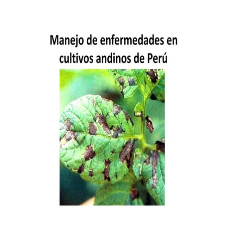 MIP PAPA Rancha Papa.pdf.....y caracteristicas | PDF