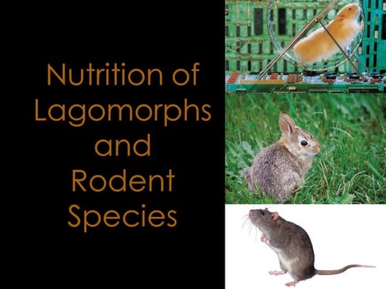 Session 10   Lagomorphs And Rodents