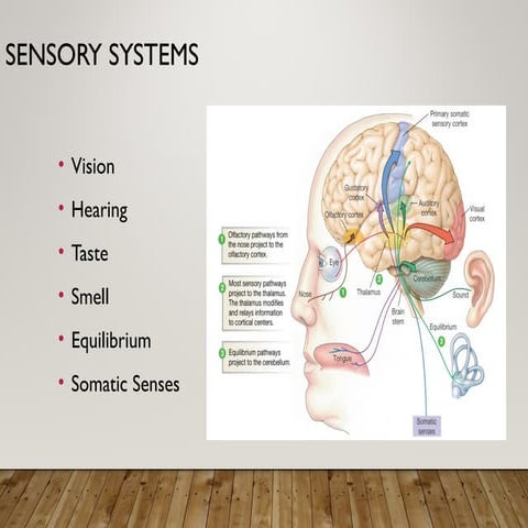 Session 13-14 Sensory System.pptSession 13-14 Sensory System.ppt